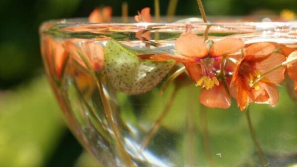 fiori-di-bach image 3